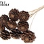 Gesneden Dennenappel op stok | Kleur: Naturelle Bruin | Diameter dennenappel 5 - 7 centimeter | Lengte ± 50 centimeter | Per 10 bijstekers
