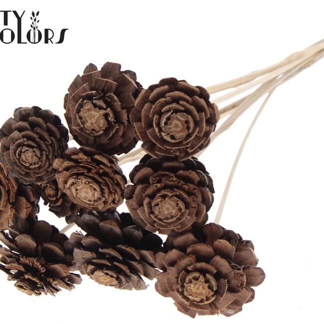 Pomme de pin coupée sur tige | Couleur : Brun Naturel | Diamètre de la pomme de pin 5 - 7 centimètres | Longueur ± 50 centimètres | Par 10 piques supplémentaires