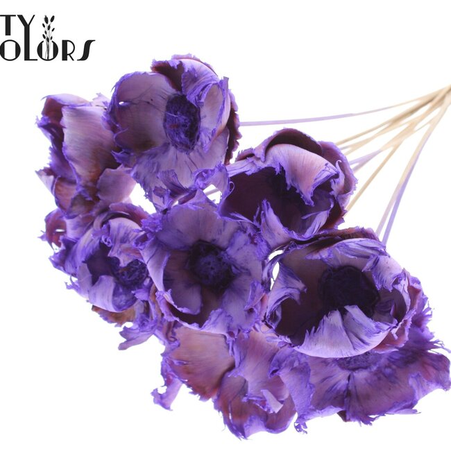 Dried Palm Cup on stem | Colour: Milka Purple | Length ± 50 centimetres | Per 10 stems