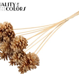 QC Pine cone on stick | Colour: Bleached | Pine cone diameter 5 - 7 centimetres | Length ± 50 centimetres | Per 10 picks