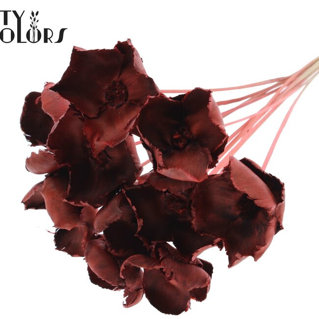 Palm Cup séchée sur tige | Couleur : Corail | Longueur ± 50 centimètres | Par 10 tiges