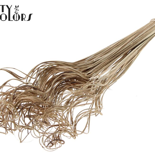 Gedroogd Palmblad Nerf | Curly Ting Ting | Kleur: Naturel Bruin | Droogdecoratie | Lengte ± 70 centimeter | Per 100 takken
