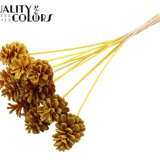 QC Dennenappel op stok | Kleur: Intens Geel | Diameter dennenappel 5 - 7 centimeter | Lengte ± 50 centimeter | Per 10 bijstekers