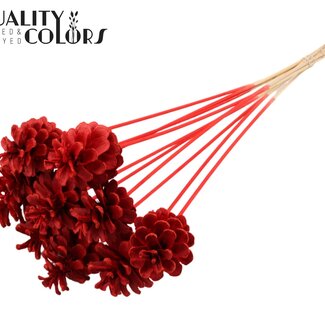 QC Pomme de pin sur bâton | Couleur : Rouge Intense | Diamètre de la pomme de pin 5 - 7 centimètres | Longueur ± 50 centimètres | Par 10 piques