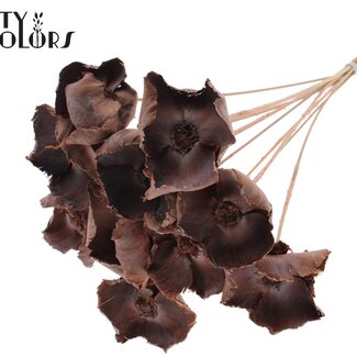 QC Dried Palm Cup on stem | Colour: Salmon | Length ± 50 centimetres | Per 10 stems