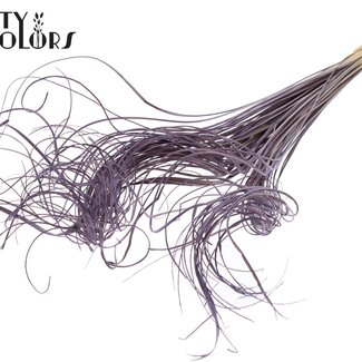 QC Dried Palm Leaf Vein | Curly Ting Ting | Colour: Milka Purple | Dried Decoration | Length ± 70 centimetres | Per 100 stems