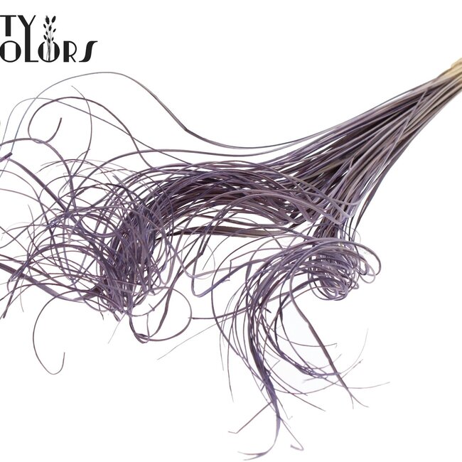 Dried Palm Leaf Vein | Curly Ting Ting | Colour: Milka Purple | Dried Decoration | Length ± 70 centimetres | Per 100 stems