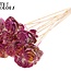 Shola Houten Rose auf Stiel | Farbe: Mehrfarbig Kirschfarben Gelb | Shola Beauty Rose Steckstab | Durchmesser Rose 6 Zentimeter | Länge Steckstab ± 50 Zentimeter | Pro 10 Steckstäbe