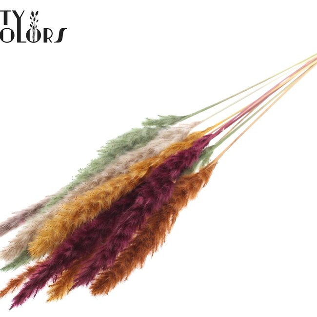 Getrocknete Fluffy Pampas | Pumpkin Spice Mix | Farbe: Gemischte Farben | Pampas Trockenblumen | Länge ± 70 Zentimeter | 10 Wedel pro Bund | Pro Bund