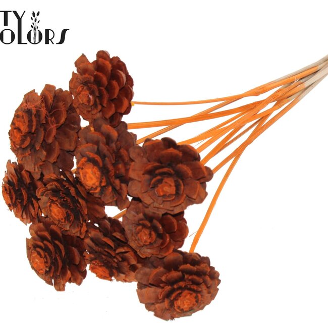 Sliced Pine Cone on Stick | Colour: Orange | Pine cone diameter 5 - 7 centimetres | Length ± 50 centimetres | Per 10 picks