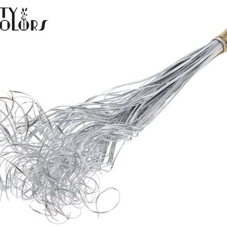 QC Feuille de Palmier Séchée Nerf | Curly Ting Ting | Couleur : Argenté | Décoration Sèche | Longueur ± 70 centimètres | Par 100 branches
