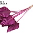 Gedroogde Palm Spear | Kleur: Lilakleurig | Palmbladeren in speervorm | Lengte ± 50 centimeter | Per 10 takken