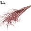 Dried Palm Leaf Vein | Curly Ting Ting | Colour: Light Pink | Dried Decoration | Length ± 70 centimetres | Per 100 stems