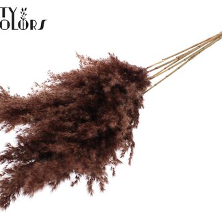 QC Dried Pampas Plumes | Colour: Brown | Pampas Dried Flowers | Length ± 100 centimetres | 5 plumes per bunch | Per bunch