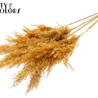 QC Dried Pampas Plumes | Colour: Apricot | Pampas Dried Flowers | Length ± 100 centimetres | 5 plumes per bunch | Per bunch