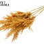 Gedroogde Pampas Pluimen | Kleur: Abrikooskleurig | Pampas Droogbloemen | Lengte ± 100 centimeter | 5 pluimen per bos | Per bos