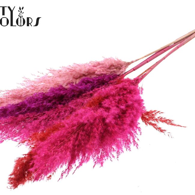 Plumes de Pampas Séchées | Love Mix | Couleur : Couleurs Mixtes | Fleurs Séchées Pampas | Longueur ± 100 centimètres | 5 plumes par bouquet | Par bouquet
