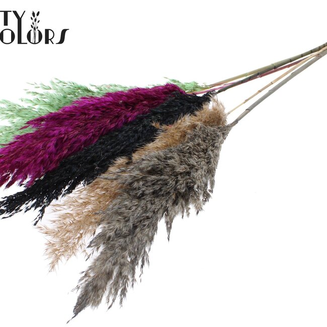 Getrocknete Pampasgraswedel | Bunt 8 | Farbe: Gemischte Farben | Pampas Trockenblumen | Länge ± 100 Zentimeter | 5 Wedel pro Bund | Pro Bund