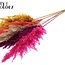 Gedroogde Pampas Pluimen | Kleurrijk 10 | Kleur: Gemengde Kleuren | Pampas Droogbloemen | Lengte ± 100 centimeter | 5 pluimen per bos | Per bos