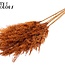 Getrocknete Pampasgraswedel | Farbe: Terrakotta | Pampas Trockenblumen | Länge ± 100 Zentimeter | 5 Wedel pro Bund | Pro Bund