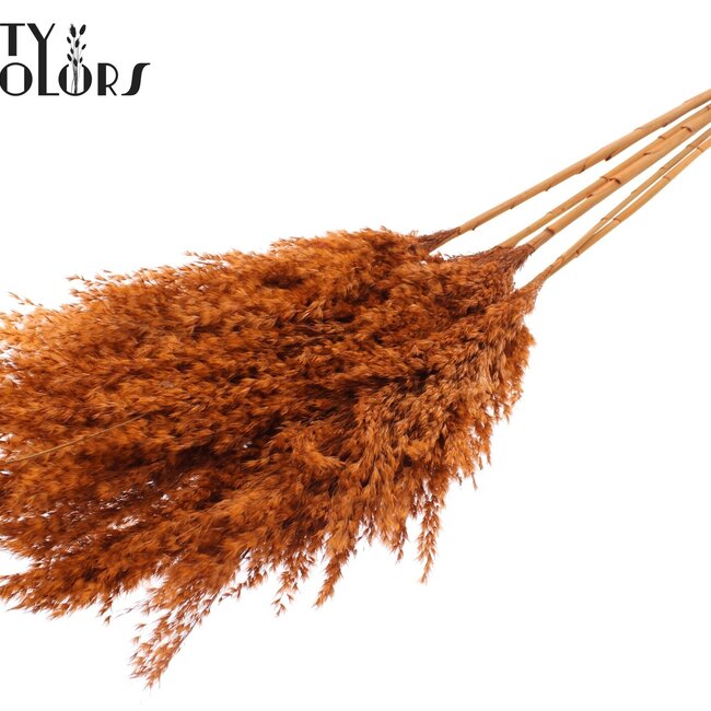 Plumes de Pampas Séchées | Couleur : Terracotta | Fleurs Séchées Pampas | Longueur ± 100 centimètres | 5 plumes par bouquet | Par bouquet