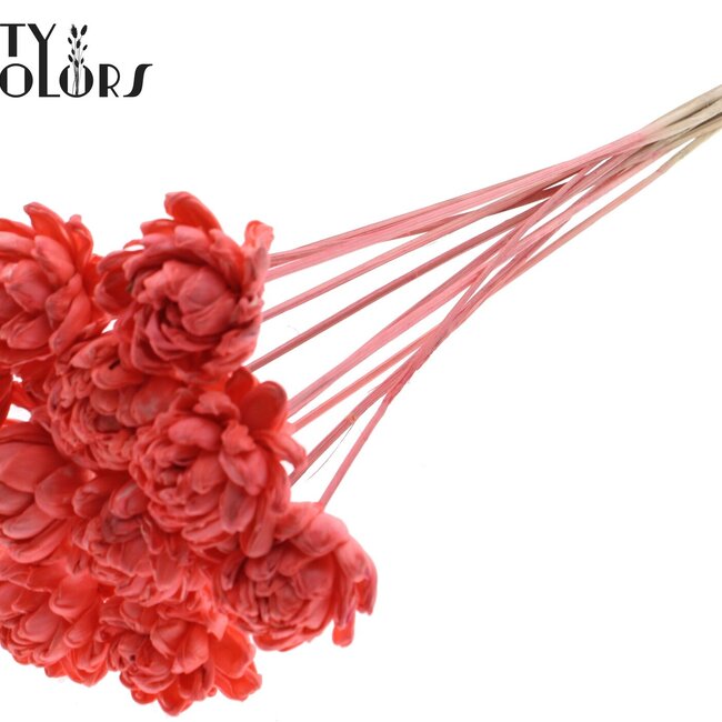 Shola Wooden Rose on Stick | Colour: Coral Red | Shola New Beauty Rose Stick | Rose Diameter 6 centimetres | Stick Length ± 50 centimetres | Per 10 sticks