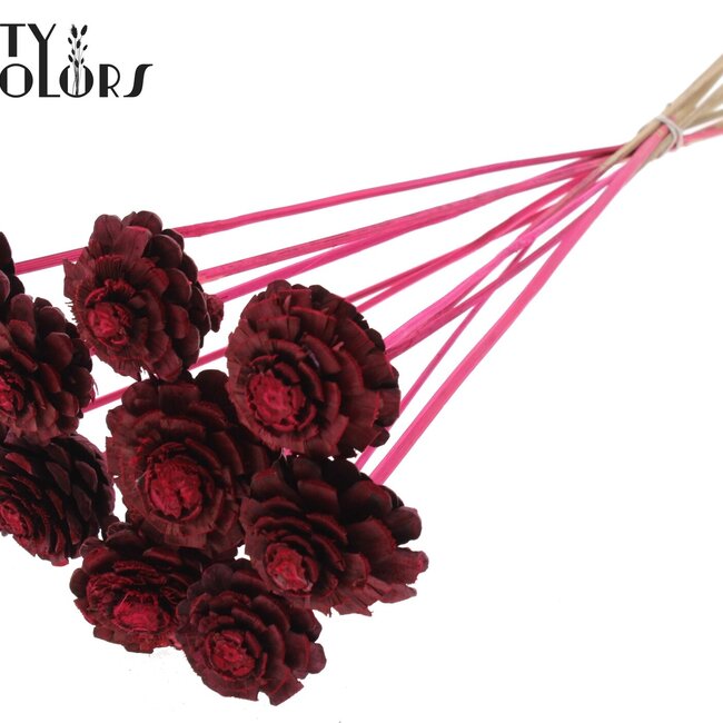 Pomme de pin coupée sur bâton | Couleur : Cerise | Diamètre de la pomme de pin 5 - 7 centimètres | Longueur ± 50 centimètres | Par 10 piques supplémentaires