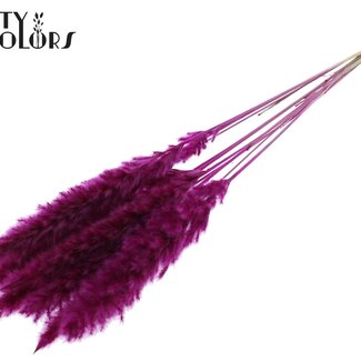 QC Gedroogde Fluffy Pampas | Kleur: Lilakleurig | Pampas Droogbloemen | Lengte ± 70 centimeter | 10 pluimen per bos | Per bos