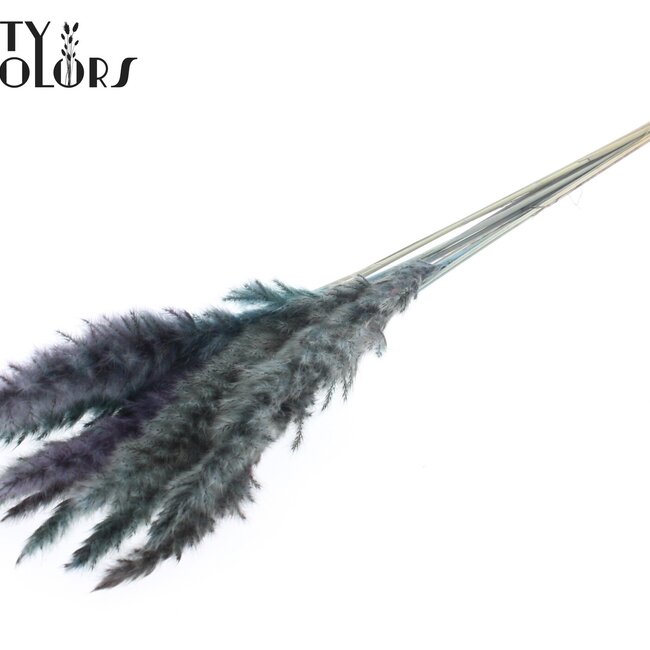 Gedroogde Fluffy Pampas | Kleur: Lichtblauw | Pampas Droogbloemen | Lengte ± 70 centimeter | 10 pluimen per bos | Per bos