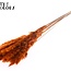 Gedroogde Fluffy Pampas | Kleur: Oranje | Pampas Droogbloemen | Lengte ± 70 centimeter | 10 pluimen per bos | Per bos