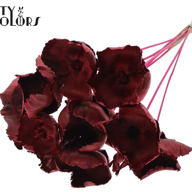 Dried Palm Cup on stem | Colour: Cherry-coloured | Length ± 50 centimetres | Per 10 stems