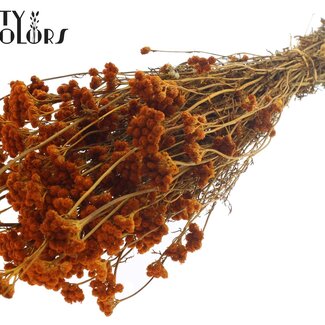 QC Gedroogde Lona | Kleur: Abrikooskleurig | Lonas Annua Droogbloemen | Lengte ± 50 centimeter | Per bos