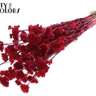 QC Lona séchée | Couleur : Cerise | Lonas Annua Fleurs séchées | Longueur ± 50 centimètres | Par bouquet