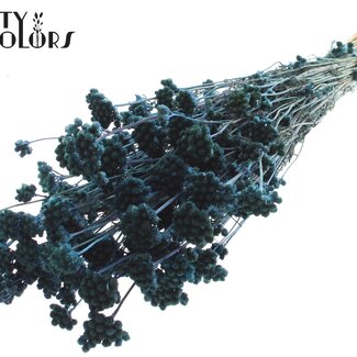 QC Lona séchée | Couleur : Bleu foncé | Fleurs séchées Lonas Annua | Longueur ± 50 centimètres | Par bouquet