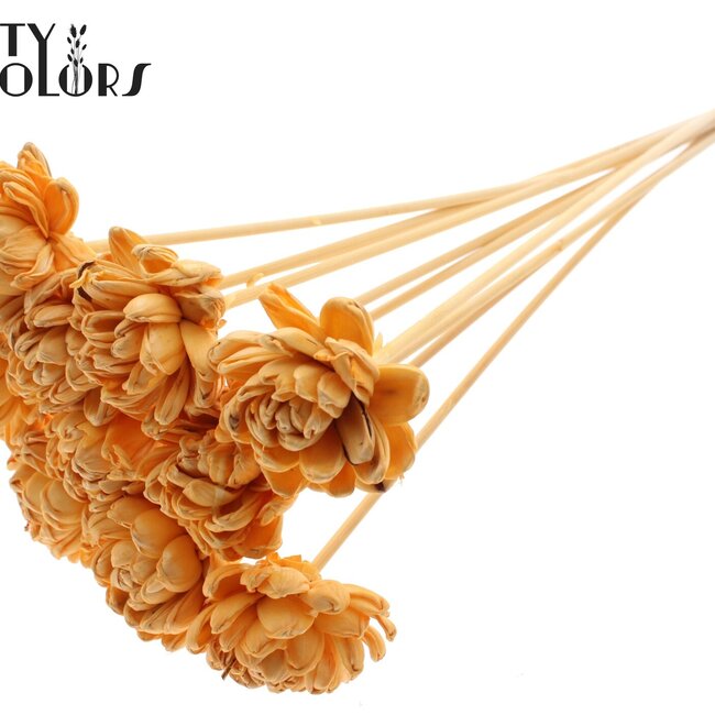 Shola Houten Roos op stok | Kleur: Abrikooskleurig | Shola New Beauty Rose Bijsteker | Diameter roos 6 centimeter | Lengte bijsteker ± 50 centimeter | Per 10 bijstekers