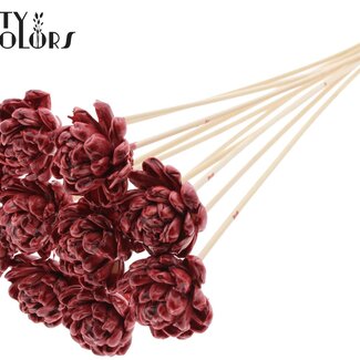 QC Shola Bois avec Rose sur tige | Couleur : Bordeaux | Shola New Beauty Rose Pique-fleur | Diamètre de la rose 6 centimètres | Longueur du pique-fleur ± 50 centimètres | Par 10 piques-fleurs