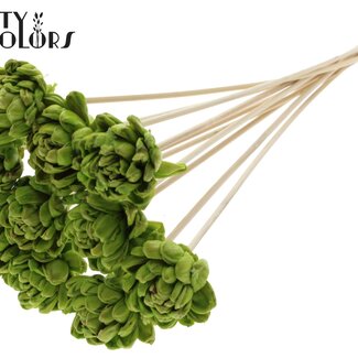 QC Shola Bois avec Rose sur tige | Couleur : Vert clair | Shola New Beauty Rose Piquet | Diamètre de la rose 6 centimètres | Longueur du piquet ± 50 centimètres | Par 10 piquets