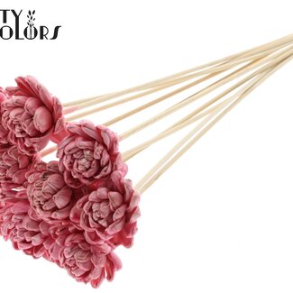 QC Shola Bois avec Rose sur tige | Couleur : Rose clair | Shola New Beauty Rose Pique-fleur | Diamètre de la rose 6 centimètres | Longueur du pique-fleur ± 50 centimètres | Par 10 piques-fleurs