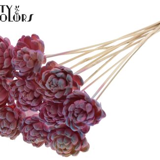 QC Shola Houten Rose auf Stiel | Farbe: Rosa Farbverlauf | Shola New Beauty Rose Einstecker | Durchmesser Rose 6 Zentimeter | Länge Einstecker ± 50 Zentimeter | Pro 10 Einstecker