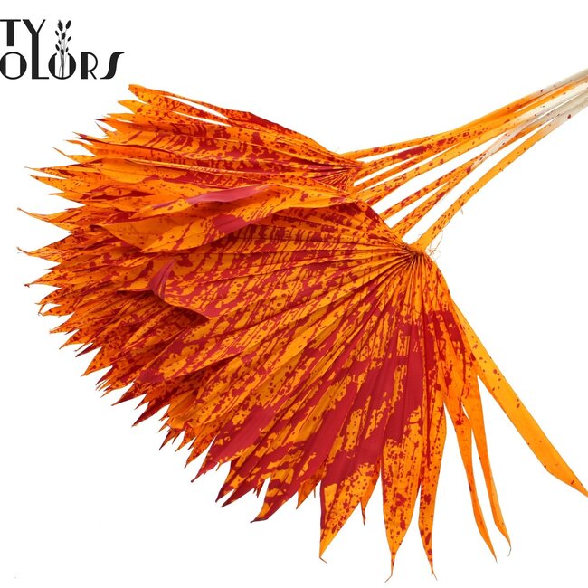 Gedroogd Palmblad in Waaiervorm | Kleur: Gespetterd Oranje Rood | Palm Sun Droogbloemen | Lengte ± 50 centimeter | Per 10 takken
