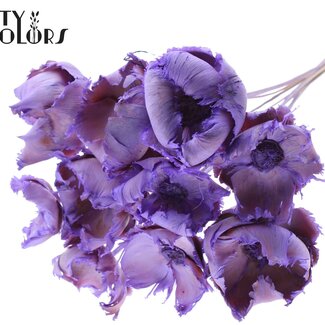 QC Palm Cup séchée sur tige | Couleur : Violet | Longueur ± 50 centimètres | Par 10 tiges