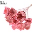 Dried Palm Cup on stem | Colour: Light Pink | Length ± 50 centimetres | Per 10 stems