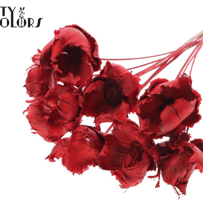 Dried Palm Cup on stem | Colour: Red | Length ± 50 centimetres | Per 10 stems