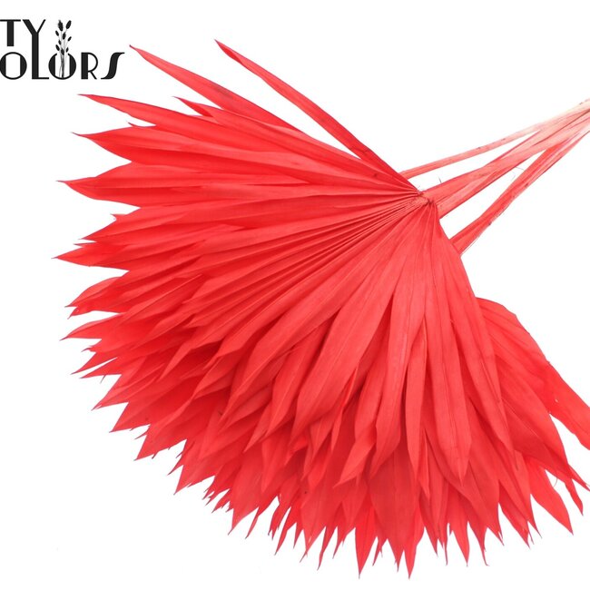 Feuille de palmier séchée en forme d'éventail | Couleur : Rouge Intense | Palm Sun Fleurs séchées | Longueur ± 50 centimètres | Par 10 tiges