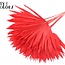 Feuille de palmier séchée en forme d'éventail | Couleur : Rouge Intense | Palm Sun Fleurs séchées | Longueur ± 50 centimètres | Par 10 tiges