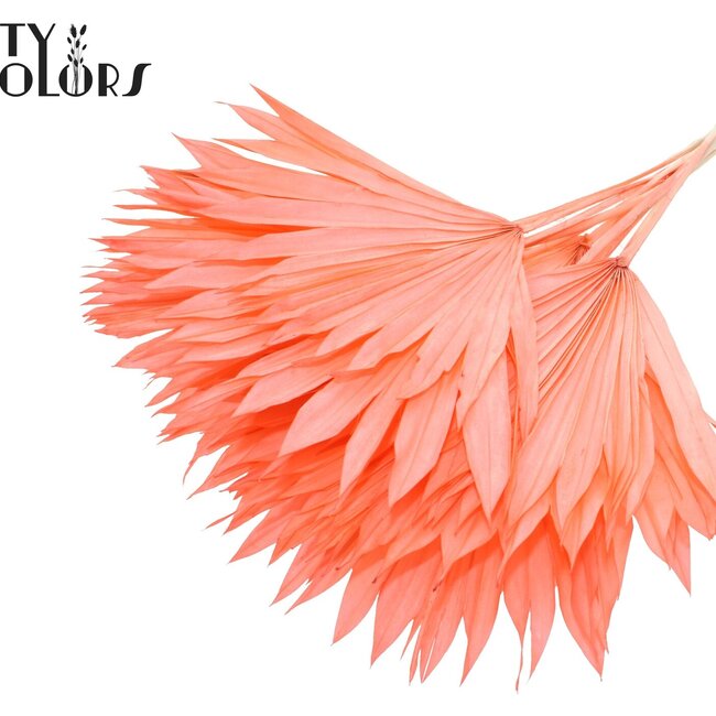Feuille de palmier séchée en forme d'éventail | Couleur : Corail intense | Palm Sun Fleurs séchées | Longueur ± 50 centimètres | Par 10 tiges