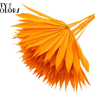 QC Getrocknetes Palmblatt in Fächerform | Farbe: Intensives Orange | Palm Sun Trockenblumen | Länge ± 50 Zentimeter | Pro 10 Stiele