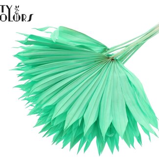 QC Feuille de palmier séchée en forme d'éventail | Couleur : Vert menthe intense | Fleurs séchées Palm Sun | Longueur ± 50 centimètres | Par 10 tiges