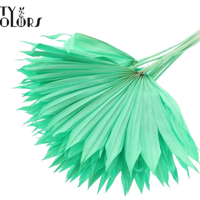 Feuille de palmier séchée en forme d'éventail | Couleur : Vert menthe intense | Palm Sun Fleurs séchées | Longueur ± 50 centimètres | Par 10 branches