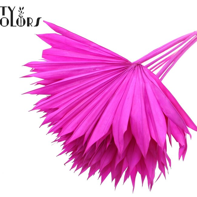 Gedroogd Palmblad in Waaiervorm | Kleur: Intens Lilakleurig | Palm Sun Droogbloemen | Lengte ± 50 centimeter | Per 10 takken